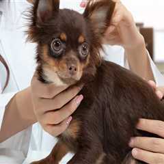 THC and Pets: Understanding the Risks and Safe Alternatives for Stress Relief in Dogs