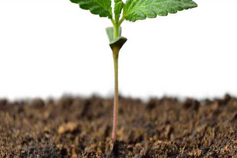 All About Cannabis Seeds: A Comprehensive Guide to Germination