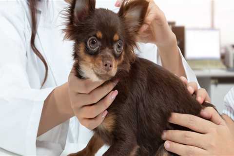 THC and Pets: Understanding the Risks and Safe Alternatives for Stress Relief in Dogs