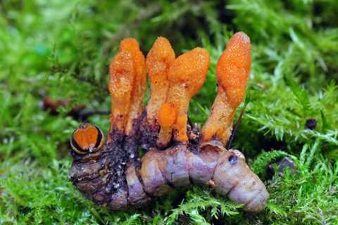 Orange Zombie Fungus Could Hold Key to Fighting Cancer, Study Finds