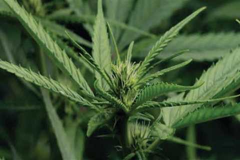 Benefits Of Purchasing THC Products And Edibles For Pain Relief At A Trusted Cannabis Store In..
