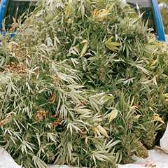 Detox Center In Portland, Maine: Building A Life Where Marijuana Dispensaries Don’t Tempt You