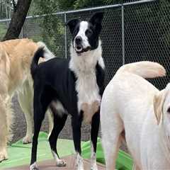 Creating a Relaxing Environment: Natural Additions Pet Resorts Use for Stress Relief