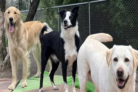 Creating a Relaxing Environment: Natural Additions Pet Resorts Use for Stress Relief