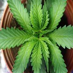 Exploring the Role of Medical Edibles in Denver Treatment Centers