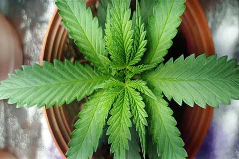 Exploring the Role of Medical Edibles in Denver Treatment Centers